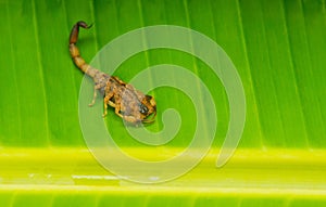 Scorpion Tityus Smithii Yellow Scorpion Green Background