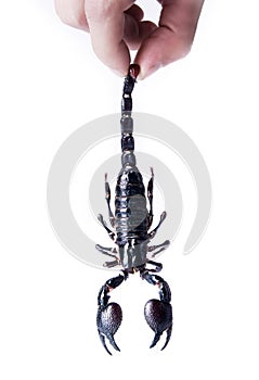 Scorpion. To take a scorpion for a sting