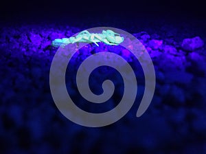 Scorpion under black light