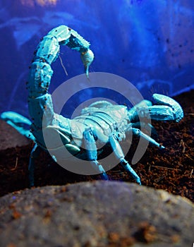 Scorpion under UV