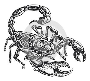 Scorpion with venomous sting. Hand drawn animal in vintage engraving style. Sketch vector illustration