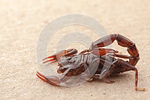 Scorpion very close full of details Bothriurus - poisonous animal