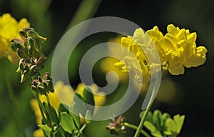 Scorpion Vetch