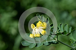 Scorpion vetch (coronilla valentina) flowers photo