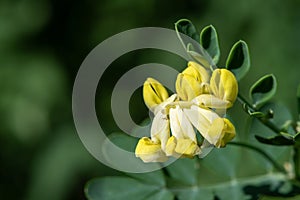 Scorpion vetch (coronilla valentina) flowers photo