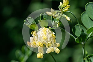 Scorpion vetch (coronilla valentina) flowers photo