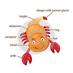 Scorpion vocabulary part of body photo