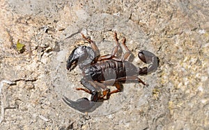 Scorpion on the wall