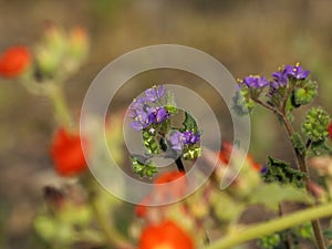 Scorpion Weed Flower - wild desert bloom -