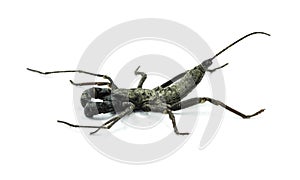 Scorpion whip black insect side view with two claw.  danger and predator animal wildlife. Long tail black color. isolated on white photo