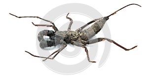 Scorpion whip black insect side view isolated on white background. wildlife small dagerous hunter specie. long tail and strong cla photo