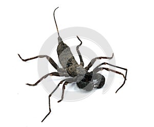 Scorpion whip black insect two nipper  isolated on white background. wildlife small dagerous hunter specie. long tail and strong c