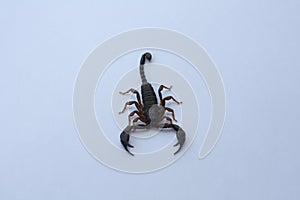 Scorpion on a white background