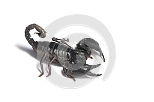 Scorpion on white background.