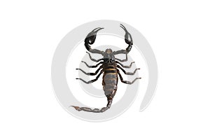 Scorpion on the white background.