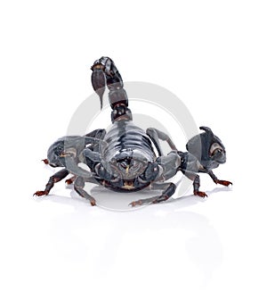 Scorpion on white background