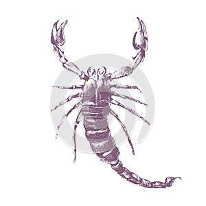 Scorpion on white background