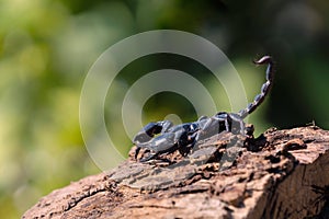 scorpion on wood blur green background
