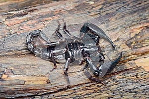Scorpion  on  wood  in  tropical garden