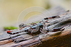 Scorpion  on  wood  in  tropical garden
