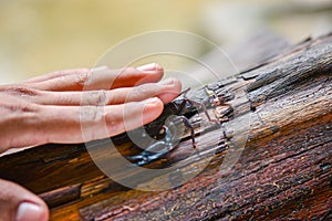 Scorpion  on  wood  in  tropical garden