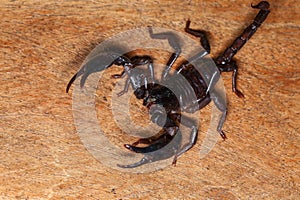 Scorpion on a wooden background.