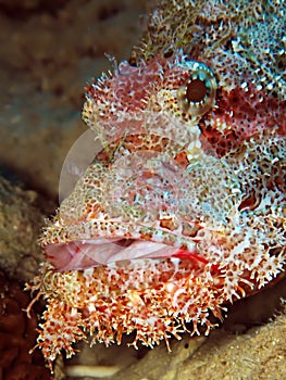 Scorpionfish photo