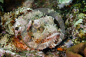 Scorpionfish photo