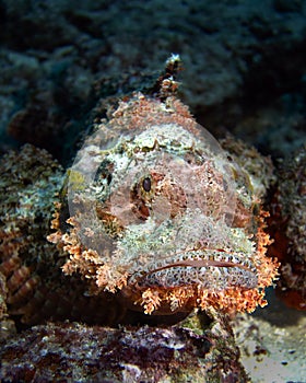 Scorpionfish photo