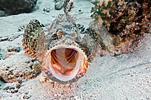 Scorpionfish