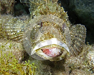 Scorpionfish
