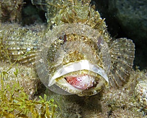 Scorpionfish photo