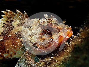 Scorpionfish photo