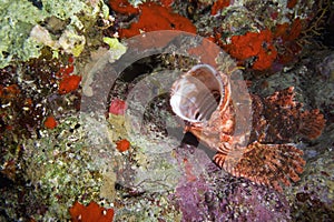 Scorpionfish