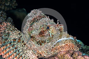 Scorpionfish black background