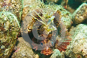 Scorpionfish