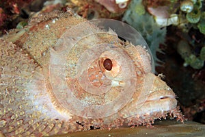 Scorpionfish Close-up