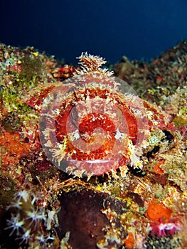 Scorpionfish Head