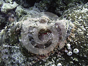 Scorpionfish head