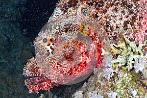 Scorpionfish head