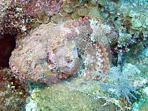 Scorpionfish photo