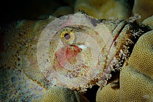 Scorpionfish Scorpaena scrofa