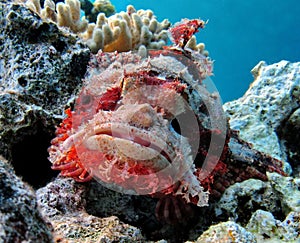 Scorpionfish.Scorpaenidae. Flat-headed scorpenopsis.