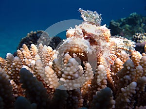 Scorpionfish.Scorpaenidae. Flat-headed scorpenopsis.