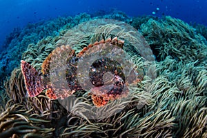 Scorpionfish Swimming Over Coral Reef