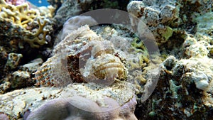 Scorpionfish.Tassled Scorpionfish, Scorpaenidae, Flat-headed scorpenopsis. photo
