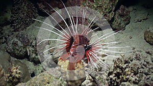 Scorpionfish underwater on pure blue background of sandy bottom in Red sea.