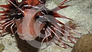 Scorpionfish underwater on pure blue background of sandy bottom in Red sea.