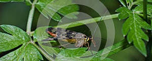 Scorpionfly resting among green leaves photo