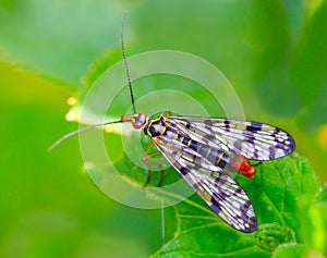 Scorpionfly (Mecoptera).
